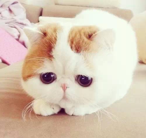 独家福利：猫咪和汤无限金币钻石版2025大放送，限时抢购！